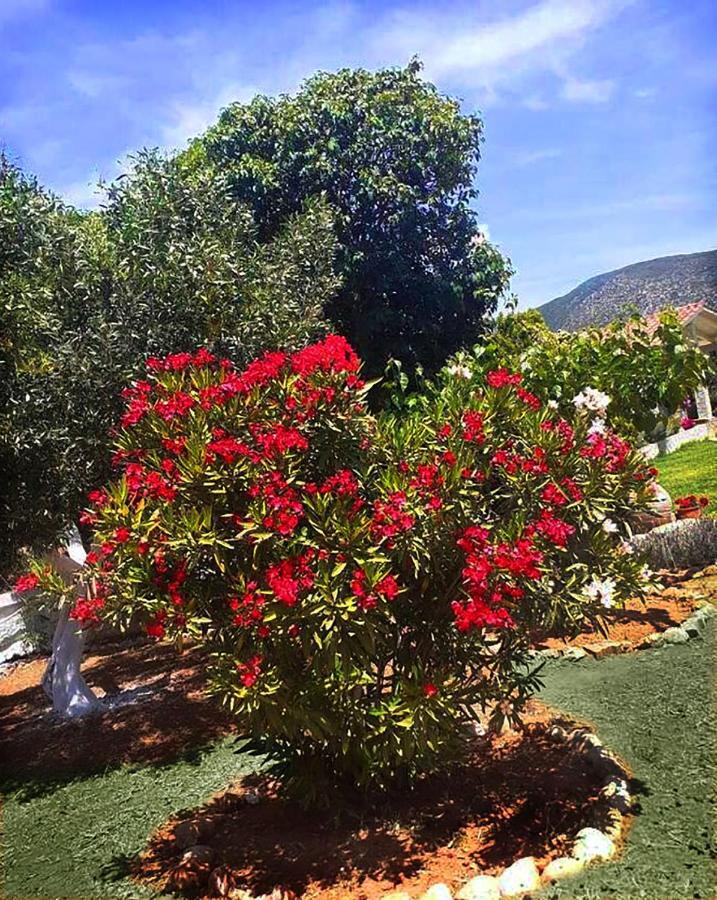 Villa Aelia - A Peaceful And Private Place Argostoli  Esterno foto
